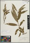 Foto von Salix alba L. x Salix fragilis L.